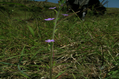 Buchnera hispida